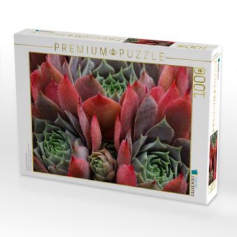 Produktbild: CALVENDO Puzzle Sempervivum Feldmeier | 1000 Teile Lege-Gr&ouml;&szlig;e 64x48cm Foto-Puzzle f&uuml;r gl&uuml;ckliche Stunden