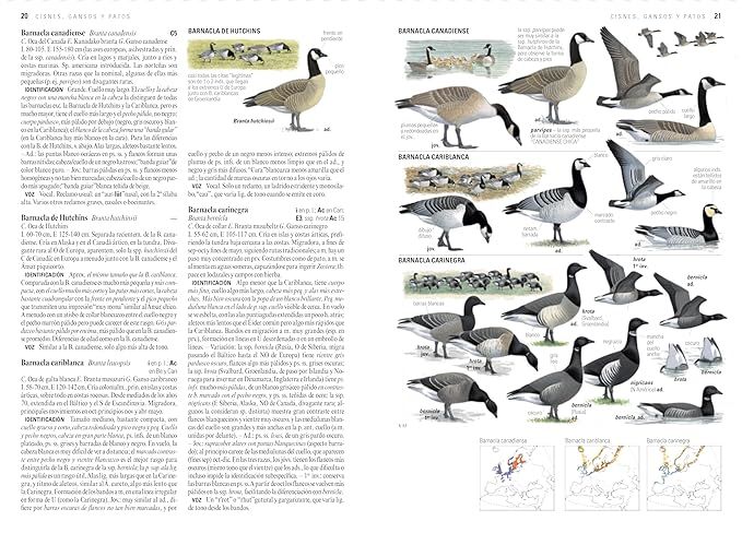 Produktbild: Gu&iacute;a de aves : Europa y la regi&oacute;n mediterr&aacute;nea