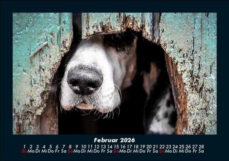 Produktbild: Hunde 2026 Fotokalender DIN A5