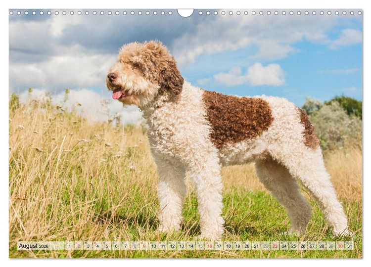 Produktbild: Lagotto Romagnolo - Ein Hund zum Verlieben (Wandkalender 2026 DIN A3 quer), CALVENDO Monatskalender