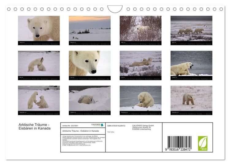 Produktbild: Arktische Tr&auml;ume - Eisb&auml;ren in Kanada (Wandkalender 2026 DIN A4 quer), CALVENDO Monatskalender