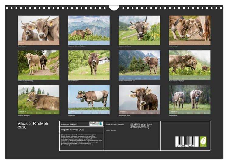 Produktbild: Allg&auml;uer Rindvieh 2026 (Wandkalender 2026 DIN A3 quer), CALVENDO Monatskalender