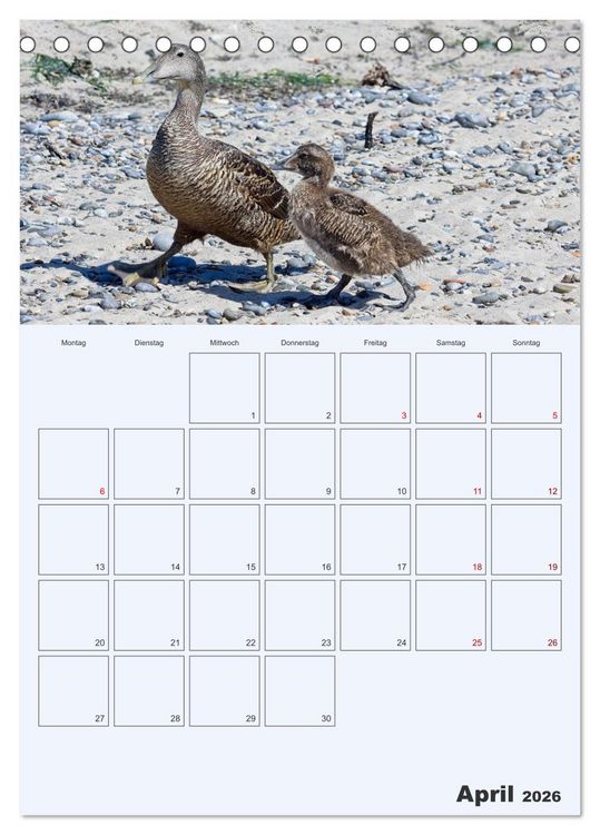Produktbild: Wildes Leben auf Helgoland (Tischkalender 2026 DIN A5 hoch), CALVENDO Monatskalender