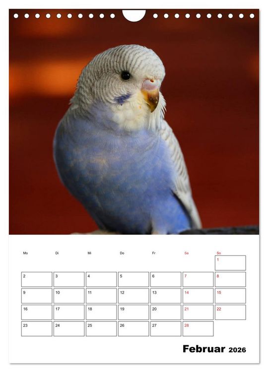 Produktbild: Der Wellensittich - mein bester Freund (Wandkalender 2026 DIN A4 hoch), CALVENDO Monatskalender