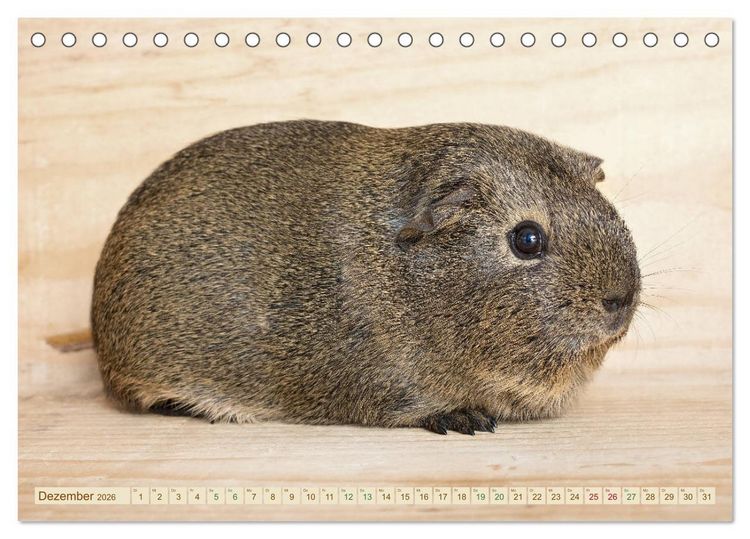 Produktbild: MEERSCHWEINCHEN neugierig - s&uuml;&szlig; - liebenswert (Tischkalender 2026 DIN A5 quer), CALVENDO Monatskalender