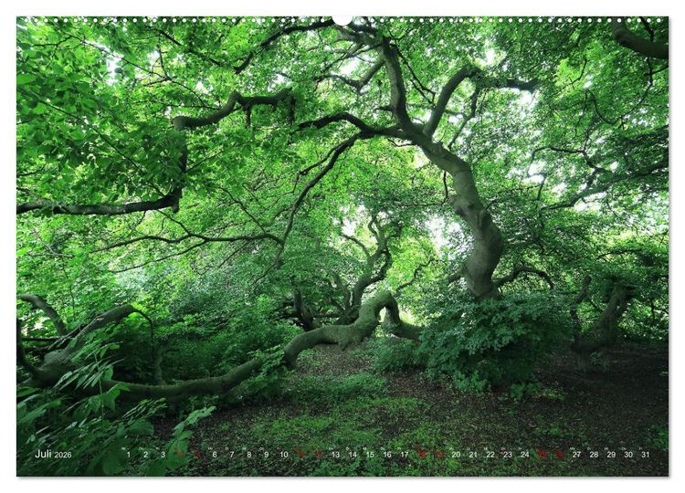 Produktbild: Das Jahr in der S&uuml;ntelbuchenallee (hochwertiger Premium Wandkalender 2026 DIN A2 quer), Kunstdruck in Hochglanz