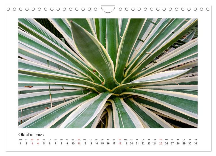 Produktbild: Kakteen und Sukkulenten (Wandkalender 2026 DIN A4 quer), CALVENDO Monatskalender