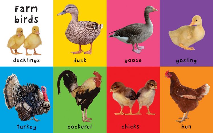 Produktbild: First Farm Words