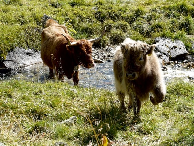 Produktbild: CALVENDO Puzzle Scottish Highland K&auml;lber spielen am Bach | 1000 Teile Lege-Gr&ouml;&szlig;e 64x48cm Foto-Puzzle f&uuml;r gl&uuml;ckliche Stunden