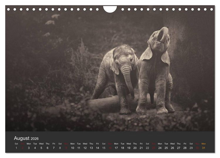 Produktbild: African Souls African animals with soul (Wall Calendar 2026 DIN A4 landscape), CALVENDO 12 Month Wall Calendar