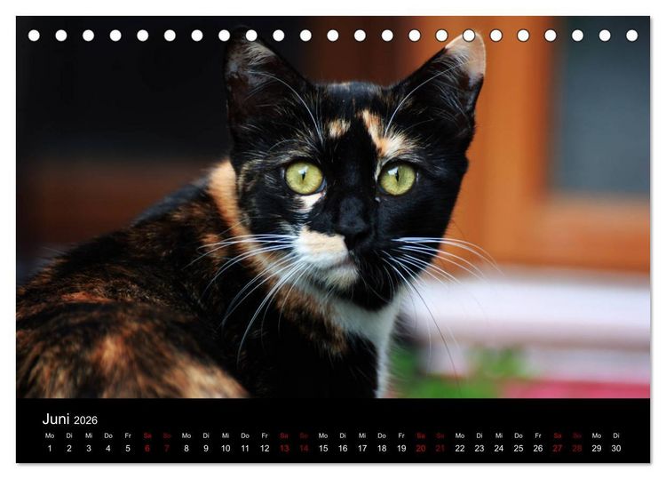 Produktbild: Eulhof (Tischkalender 2026 DIN A5 quer), CALVENDO Monatskalender