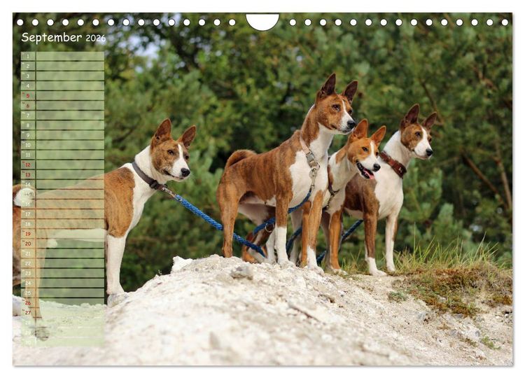 Produktbild: Basenji, der Kongo-Terrier (Wandkalender 2026 DIN A4 quer), CALVENDO Monatskalender