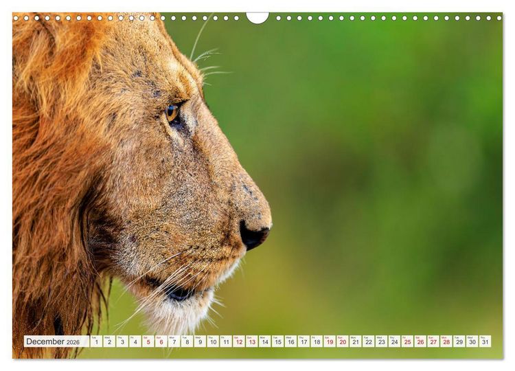 Produktbild: African Cats in impressive portraits (Wall Calendar 2026 DIN A3 landscape), CALVENDO 12 Month Wall Calendar