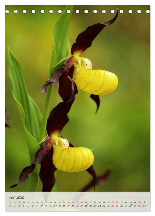 Produktbild: Florale Meisterwerke der Natur (Tischkalender 2026 DIN A5 hoch), CALVENDO Monatskalender