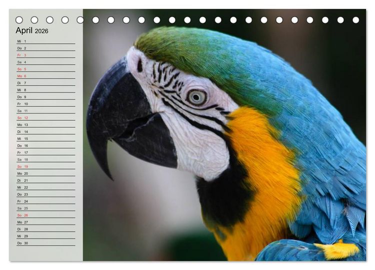 Produktbild: Papageien. Bunt, laut und klug (Tischkalender 2026 DIN A5 quer), CALVENDO Monatskalender