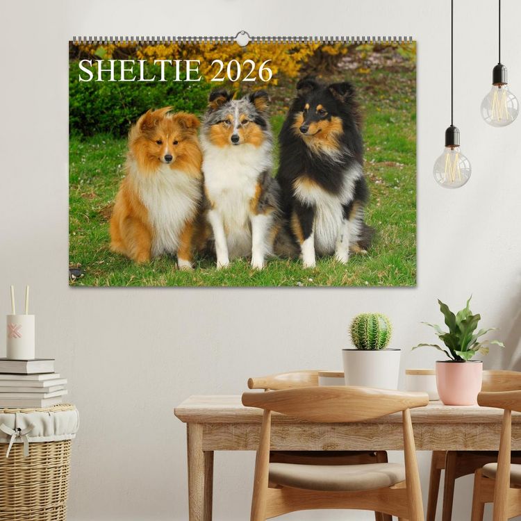 Produktbild: Sheltie 2026 (Wandkalender 2026 DIN A2 quer), CALVENDO Monatskalender