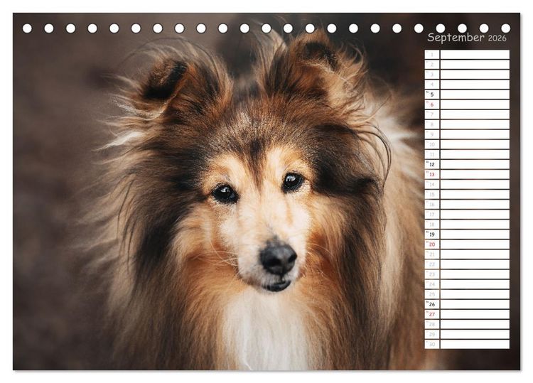 Produktbild: Shetland Sheepdogs Blacky, Anry, Mojo 2026 (Tischkalender 2026 DIN A5 quer), CALVENDO Monatskalender
