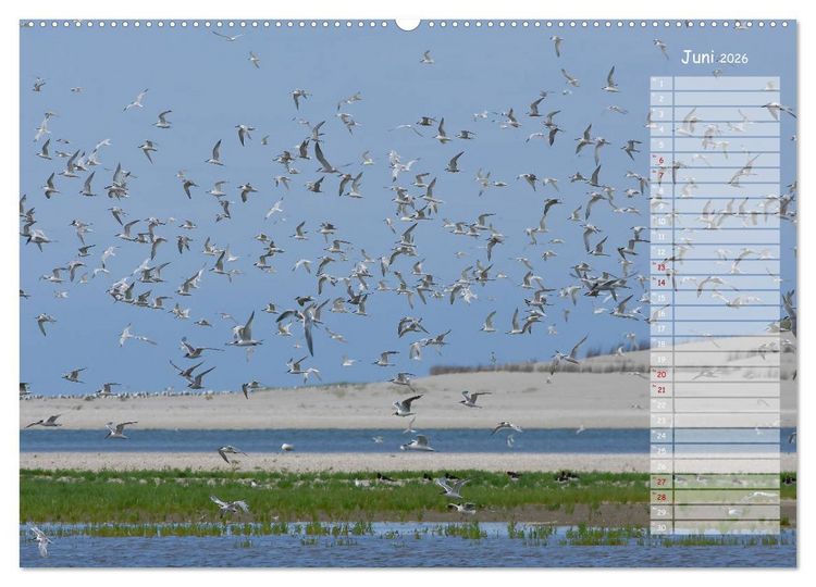 Produktbild: Ein Sommer auf Texel (Wandkalender 2026 DIN A2 quer), CALVENDO Monatskalender