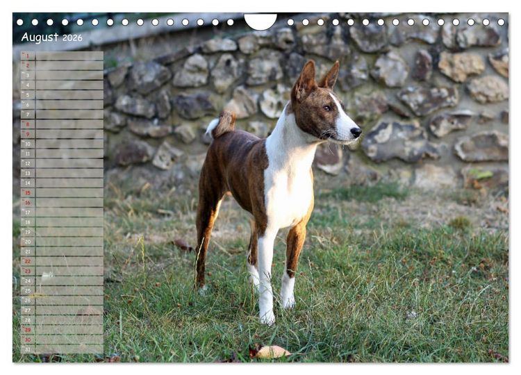 Produktbild: Basenji, der Kongo-Terrier (Wandkalender 2026 DIN A4 quer), CALVENDO Monatskalender
