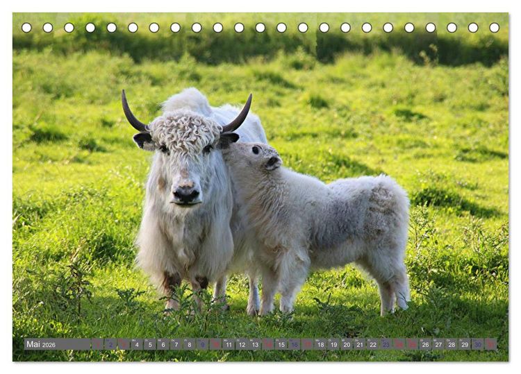 Produktbild: Der Yak (Tischkalender 2026 DIN A5 quer), CALVENDO Monatskalender