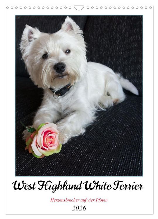 Produktbild: West Highland White Terrier - Herzensbrecher auf vier Pfoten (Wandkalender 2026 DIN A3 hoch), CALVENDO Monatskalender