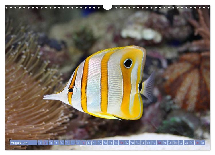 Produktbild: Bunte Welt der Fische (Wandkalender 2026 DIN A3 quer), CALVENDO Monatskalender