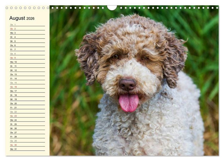 Produktbild: Lagotto Romagnolo - Italienischer Tr&uuml;ffelhund (Wandkalender 2026 DIN A3 quer), CALVENDO Monatskalender