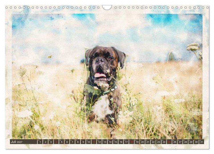 Produktbild: Boxer Photo&Kunst (Wandkalender 2027 DIN A3 quer), CALVENDO Monatskalender