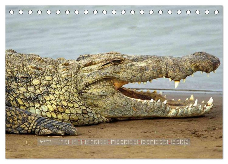 Produktbild: Krokodile & Alligatoren (Tischkalender 2026 DIN A5 quer), CALVENDO Monatskalender