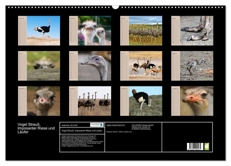 Produktbild: Vogel Strau&szlig;. Imposanter Riese und L&auml;ufer (Wandkalender 2026 DIN A2 quer), CALVENDO Monatskalender