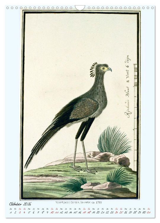 Produktbild: V&ouml;gel des s&uuml;dlichen Afrika (Wandkalender 2026 DIN A3 hoch), CALVENDO Monatskalender