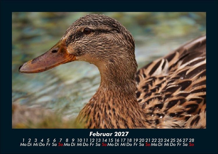 Produktbild: Enten 2027 Fotokalender DIN A5