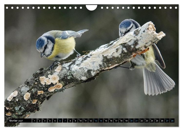Produktbild: Mes anges bleus en &Icirc;le-de-France (Calendrier mural 2027 DIN A4 vertical), CALVENDO calendrier mensuel