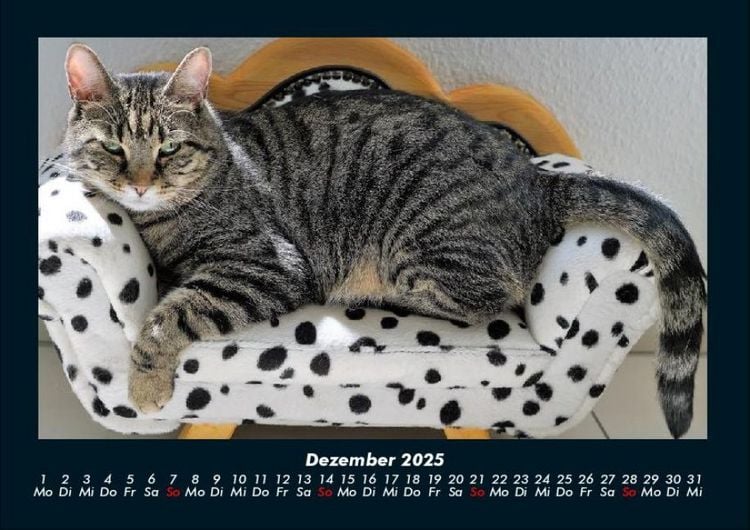 Produktbild: F&uuml;r Katzenfreunde 2025 Fotokalender DIN A4