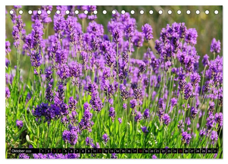 Produktbild: Lavendel (Tischkalender 2026 DIN A5 quer), CALVENDO Monatskalender