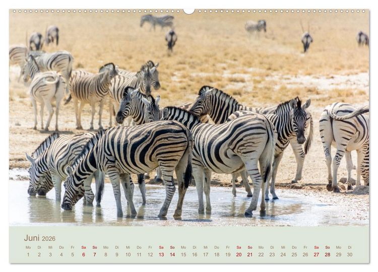 Produktbild: Zebras in Afrika (hochwertiger Premium Wandkalender 2026 DIN A2 quer), Kunstdruck in Hochglanz