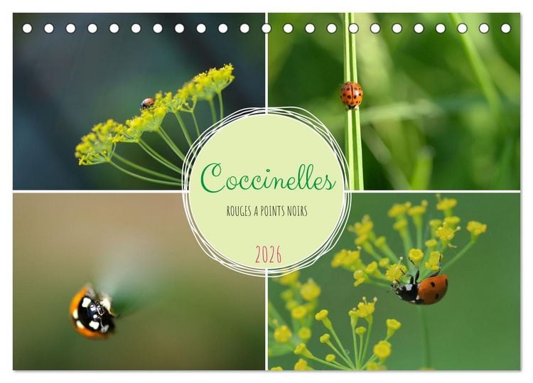 Produktbild: Coccinelles rouges &agrave; points noirs (Calendrier de bureau 2026 DIN A5 vertical), CALVENDO calendrier mensuel