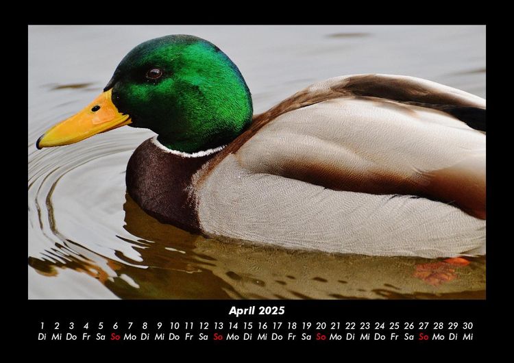 Produktbild: Welt der V&ouml;gel 2025 Fotokalender DIN A3