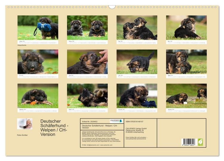 Produktbild: Deutscher Sch&auml;ferhund - Welpen / CH-Version (Wandkalender 2026 DIN A2 quer), CALVENDO Monatskalender