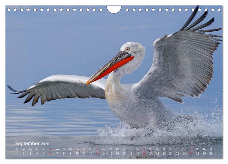 Produktbild: Pelikan-Kalender (Wandkalender 2026 DIN A4 quer), CALVENDO Monatskalender