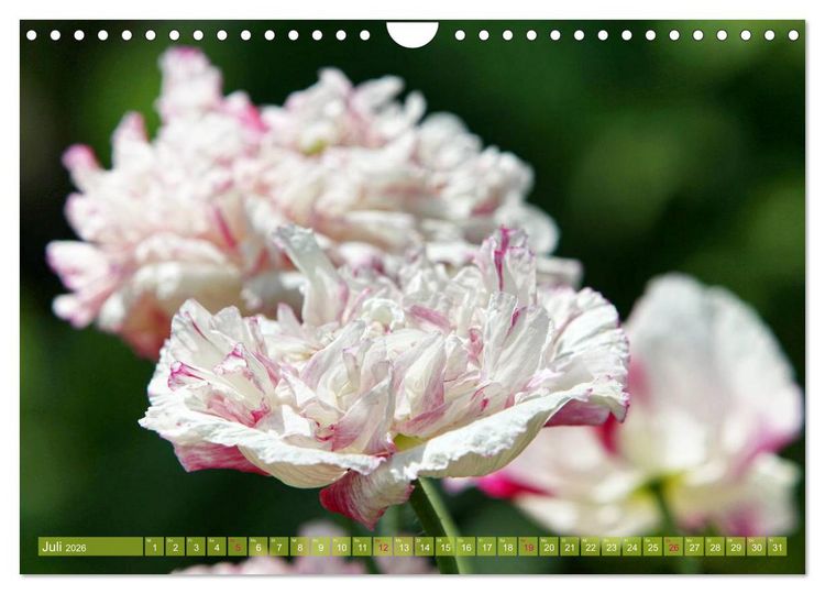 Produktbild: Mohn Tage (Wandkalender 2026 DIN A4 quer), CALVENDO Monatskalender