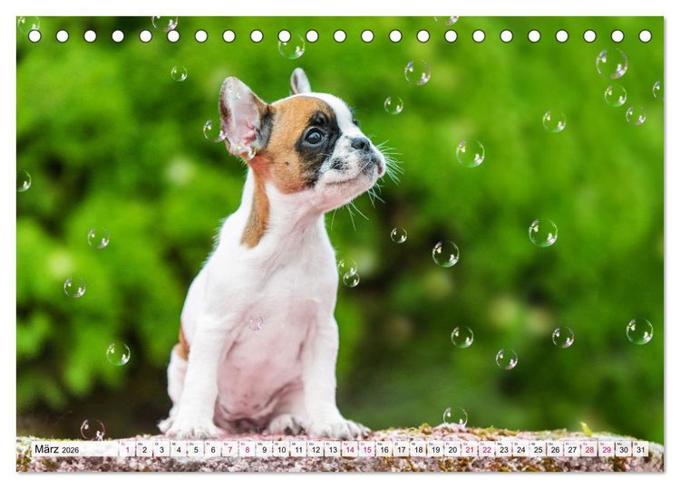 Produktbild: Kleine Helden - Franz&ouml;sische Bulldoggen (Tischkalender 2026 DIN A5 quer), CALVENDO Monatskalender