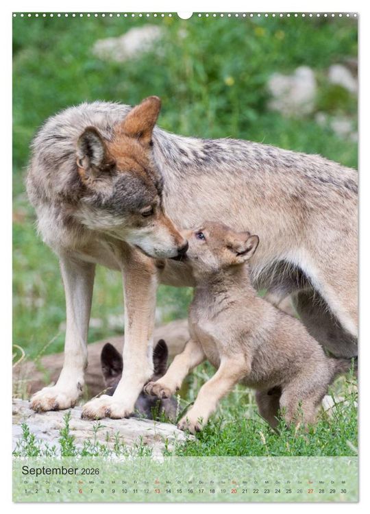 Produktbild: Emotionale Momente: Der Wolf. (hochwertiger Premium Wandkalender 2026 DIN A2 hoch), Kunstdruck in Hochglanz