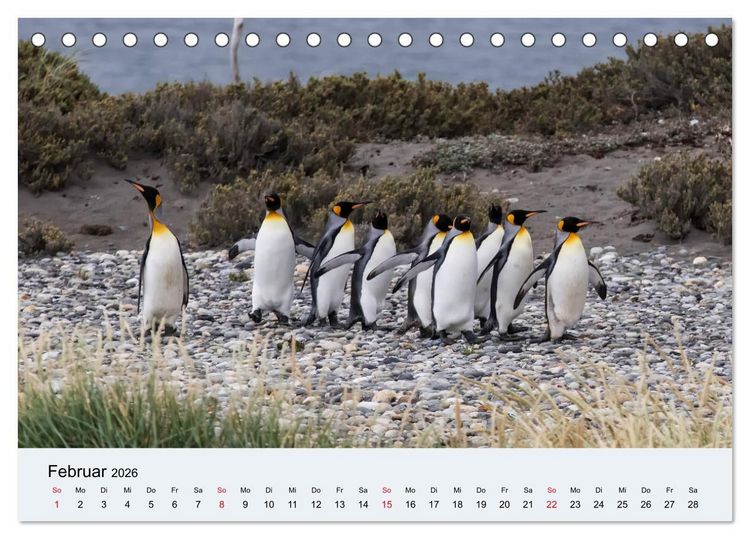 Produktbild: Feuerland - Am Puls der Wildnis (Tischkalender 2026 DIN A5 quer), CALVENDO Monatskalender