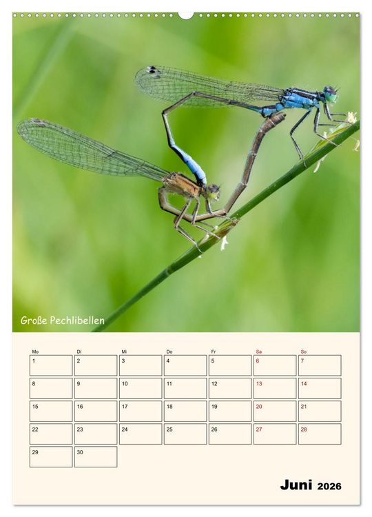 Produktbild: Libellen - Flugk&uuml;nstler in Bayern (Wandkalender 2026 DIN A2 hoch), CALVENDO Monatskalender