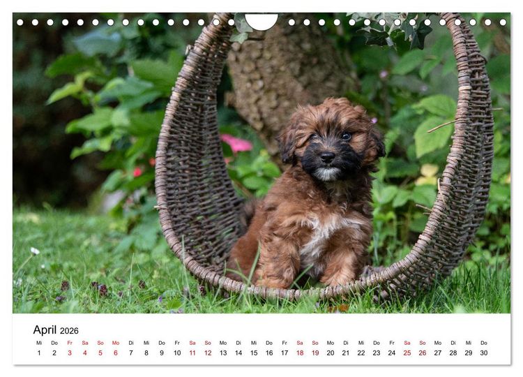Produktbild: Maltipoo Welpen (Wandkalender 2026 DIN A4 quer), CALVENDO Monatskalender