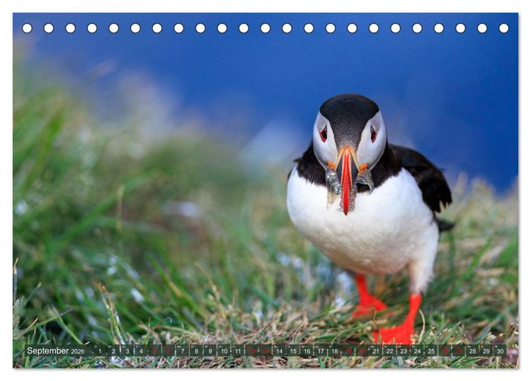 Produktbild: Puffins - Papageientaucher auf Island (Tischkalender 2026 DIN A5 quer), CALVENDO Monatskalender