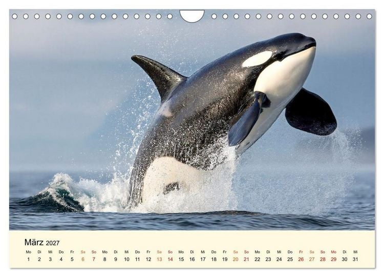 Produktbild: Orcas - Wilde Eleganz des Meeres (Wandkalender 2027 DIN A4 quer), CALVENDO Monatskalender