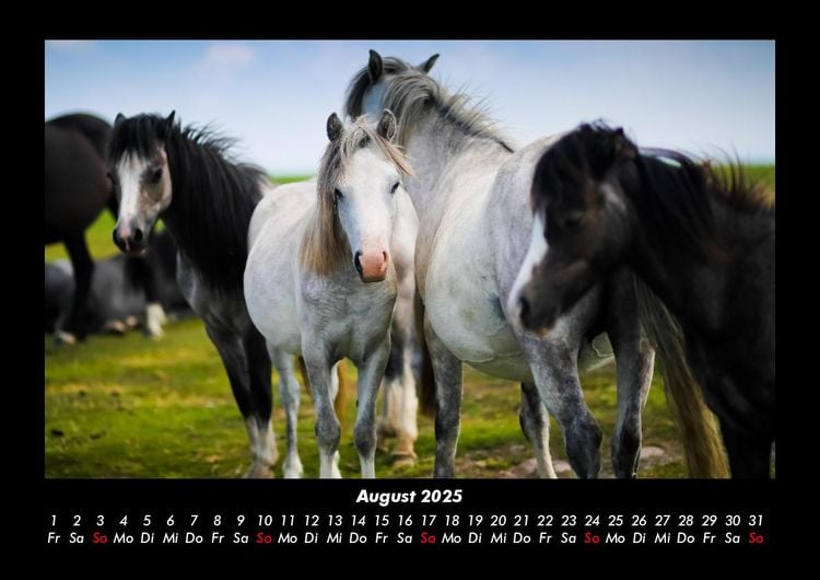Produktbild: Pferdegefl&uuml;ster 2025 Fotokalender DIN A3