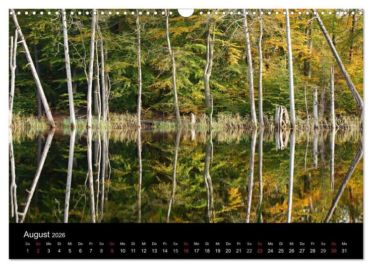 Produktbild: Baumportr&auml;ts 2026 (Wandkalender 2026 DIN A3 quer), CALVENDO Monatskalender